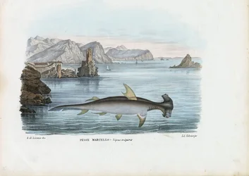 Martillo, 1863-79