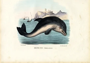 Marsopa del puerto, 1863-79