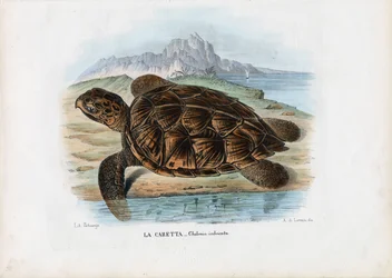 Tortuga Carey, 1863-79