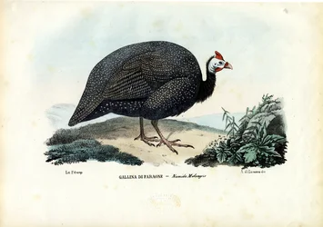 Gallina de Guinea con casco, 1863-79