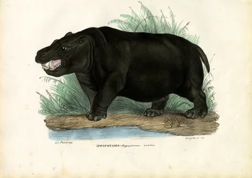 Hipopótamo, 1863-79