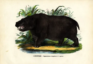 Hipopótamo, 1863-79