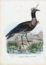 Chillón cornudo, 1863-79