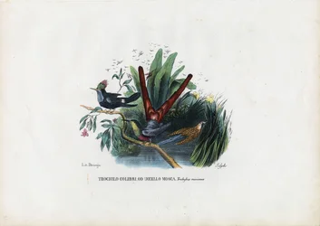 Colibríes, 1863-79