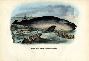 Ballena jorobada, 1863-79