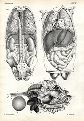 Intestinos, 1863-79
