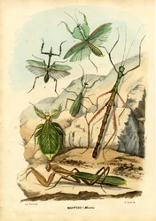 Insecto Hoja, 1863-79