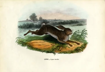 Liebre de montaña, 1863-79