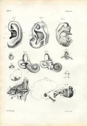 Órgano de la audición, 1863-79
