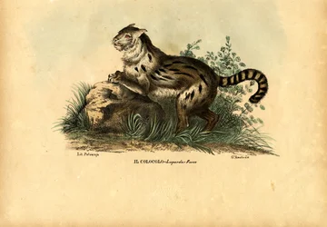 Gato de las Pampas, 1863-79