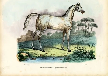 Caballo Persa, 1863-79