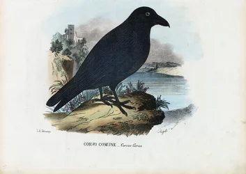 Cuervo, 1863-79