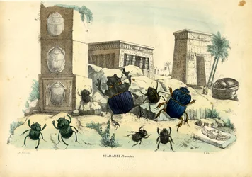 Escarabajos, 1863-79
