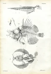 Sello, 1863-79