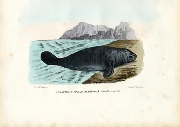 Manatí de las Indias Occidentales, 1863-79