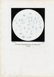 Animal de rueda, 1863-79