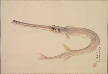 Pez aguja Yagara, 1870