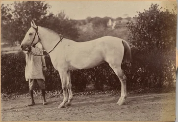 El caballo del capitán Bailward, Jhansi (reverso, derecha)