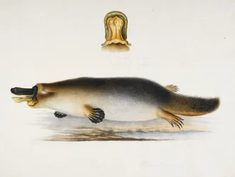 Un ornitorrinco de pico de pato junto a una piscina, con un detalle de su pico, c.1820