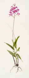 Barkeria skinneri (óleo sobre papel)