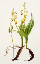 Calanthe tricarinata (óleo sobre papel)