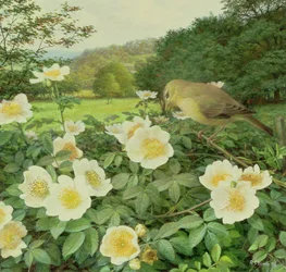 Rosa de campo y curruca sauceda