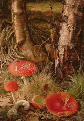 Agaricales de mosca