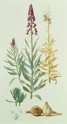Fritillaria persica