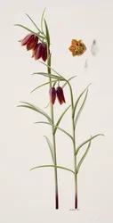Fritillaria gracilis (óleo sobre papel)