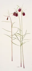 Fritillaria montana (óleo sobre papel)