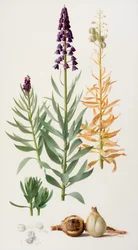 Fritillaria persica
