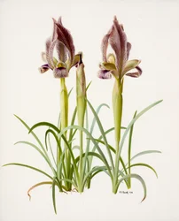 Iris acutiloba (óleo sobre papel)