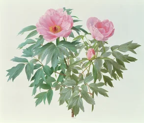 Paeonia arbórea japonesa