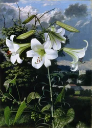 Lilium Emerald, c.1959 (óleo sobre tabla)