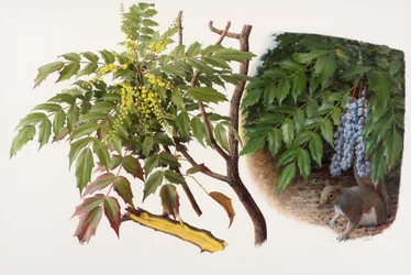 Mahonia japonica, 2008 (óleo sobre papel)