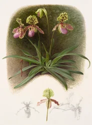 Paphiopedilium henryi (óleo sobre papel)