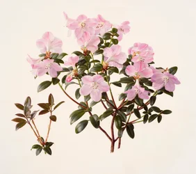 Rhododendron moupinense pink-flowered (óleo sobre papel)