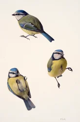 Tres estudios de un herrerillo común (óleo sobre papel)