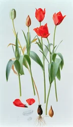 Tulipán amabilis