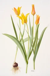 Tulipa ferganica (óleo sobre papel)