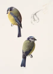 Dos estudios de un herrerillo común (óleo sobre papel)