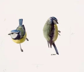 Dos estudios de un herrerillo común (óleo sobre papel)