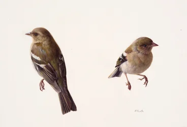 Dos estudios de un pinzón hembra (óleo sobre papel)