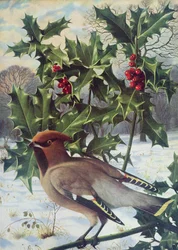 Waxwing