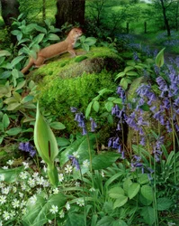 Comadreja con flores de primavera