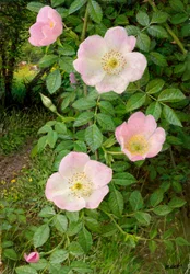 Rosas silvestres (óleo sobre tabla)