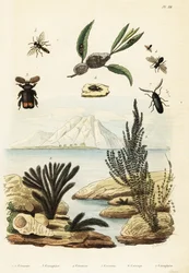Algas, abejas, avispas y saltamontes, 1834-1839 (grabado)
