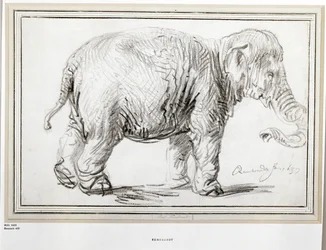 Elefante. Tiza negra (tiza negra)