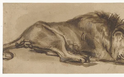 Estudio de un león dormido