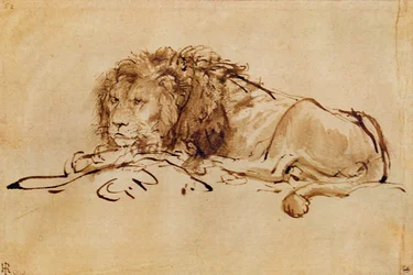León descansando